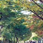 [푸른길 걷기대회 화보] 뚜벅뚜벅…성큼성큼…힐링의 4.5km 이미지